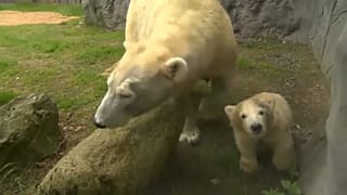 Première sortie pour Nanook le petit ourson