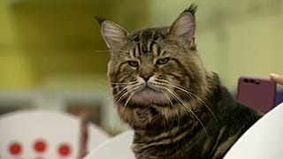 The most beautiful cats at the Pisicat expo in Bucharest