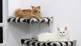 Romanya'da uluslararası kedi fuarı büyük ilgi gördü