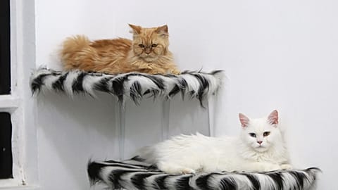 Romanya'da uluslararası kedi fuarı büyük ilgi gördü