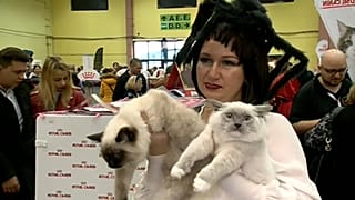 Международная выставка кошек в Бухаресте