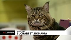 Os mais belos gatos do mundo juntaram-se na Roménia