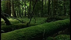 EuGH: Abholzung in Polens Urwald rechtswidrig