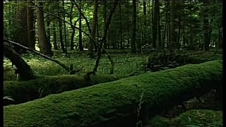 EuGH: Abholzung in Polens Urwald rechtswidrig