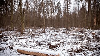 Polónia infringiu lei europeia na floresta de Bialowieza