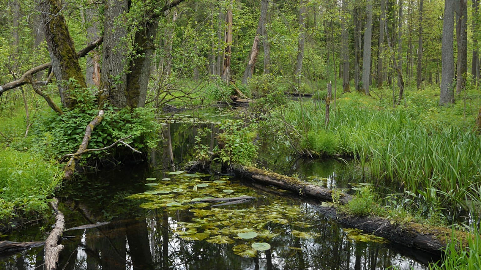 Białowieża National Park, Poland