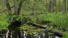 Białowieża National Park, Poland