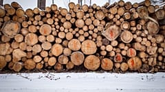 Biodiversité : la Pologne condamnée par la Cour européenne