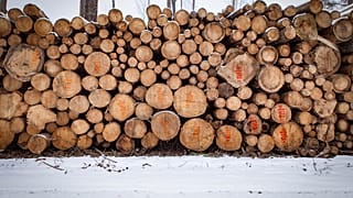 Biodiversité : la Pologne condamnée par la Cour européenne