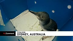Australia: i piccoli pinguini che tornano a nuotare