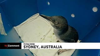 Australia: i piccoli pinguini che tornano a nuotare