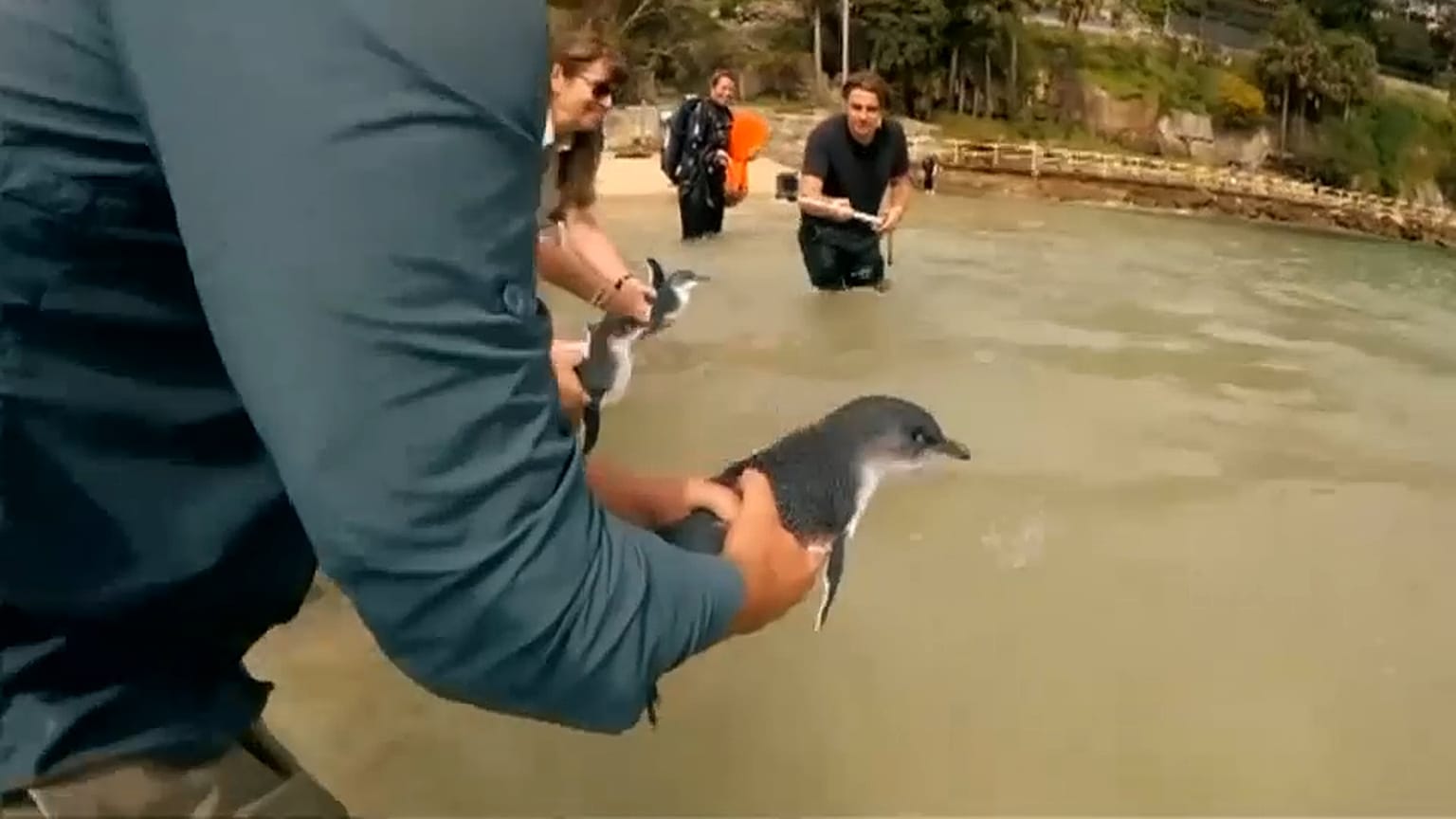 Pinguins regressam a casa