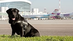 Romania's new retirement plan aims at four-legged state workers