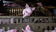 Trapped farm animals die in Spanish floods