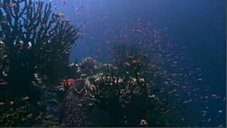 "Stress da calore" per la Barriera Corallina