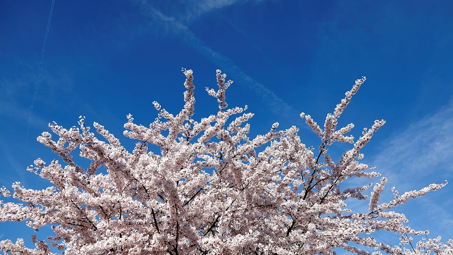 Dia de primavera em Paris