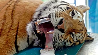 Hungary: Siberian tiger receives stem-cell surgery for joint pain