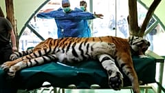 Igor, le tigre opéré pour ses douleurs articulaires