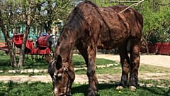 La maison de retraite des animaux policiers