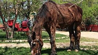 La maison de retraite des animaux policiers