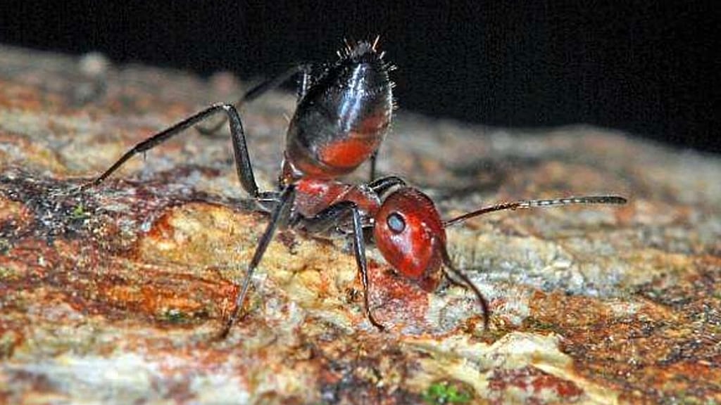 UK scientists discover new species of 'exploding ant' | Euronews