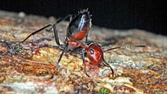 UK scientists discover new species of 'exploding ant'