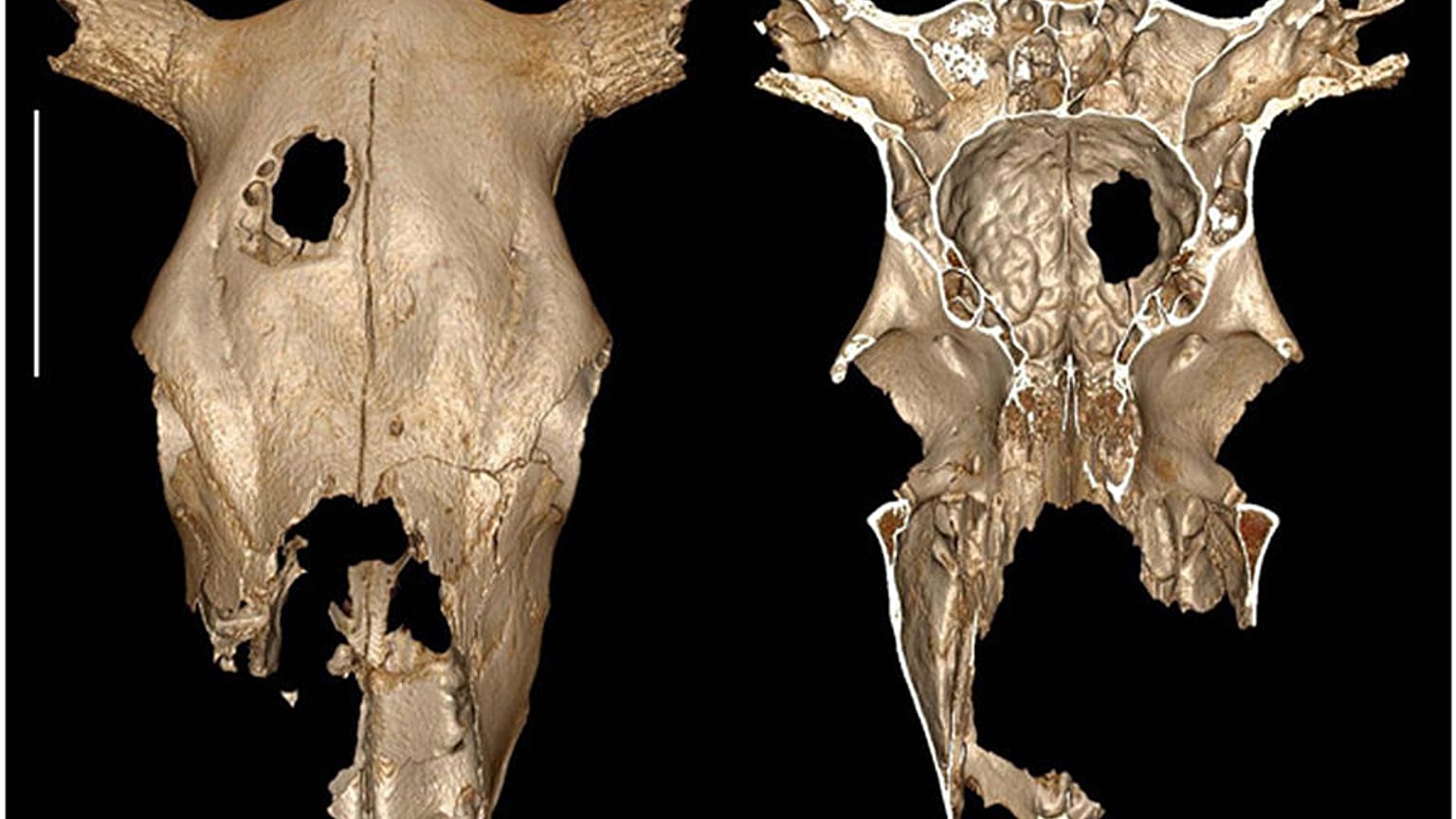 External and internal view of the cow cranium.