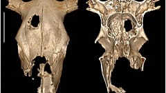 External and internal view of the cow cranium.