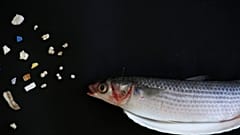 Plastic found inside a fish