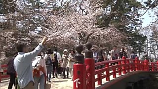 Cerejeiras continuam em flor no Japão