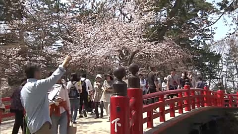 Cerejeiras continuam em flor no Japão