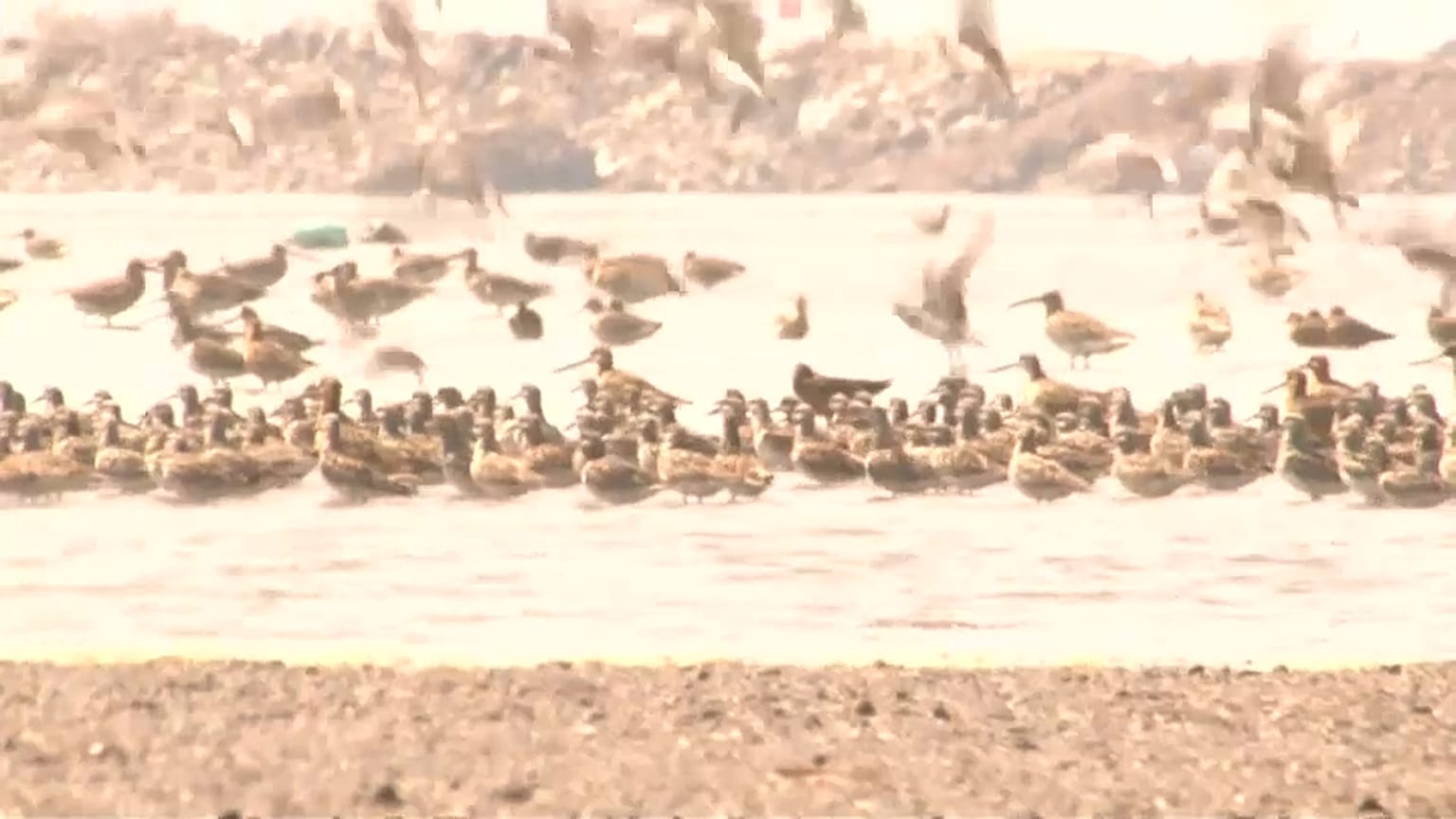 Dezenas de milhares de aves migratórias na China