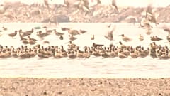 Dezenas de milhares de aves migratórias na China