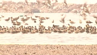 Dezenas de milhares de aves migratórias na China