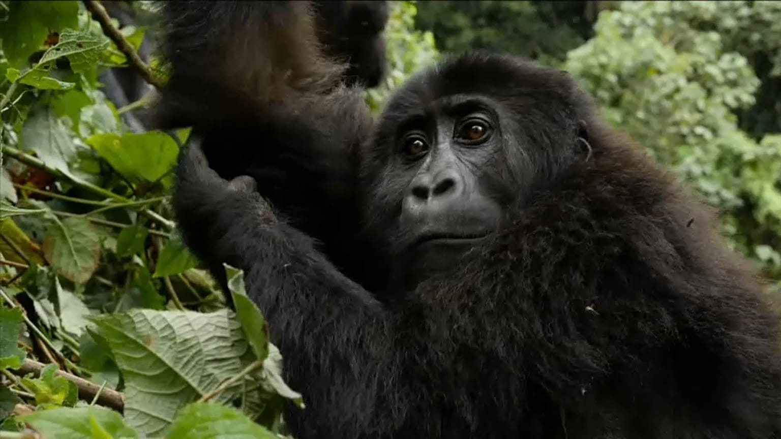 Veszélyben a kongói gorillapopuláció
