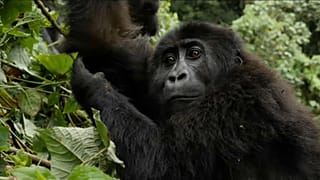 Veszélyben a kongói gorillapopuláció
