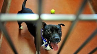 Mahnwache für "Chico": Der Hund hatte 2 Menschen totgebissen