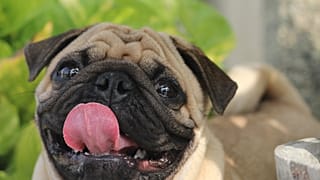 Hund hebt Pfote zu "Sieg Heil": Schotte muss 800£ zahlen