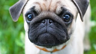 Court fines Scottish man over 'grossly offensive' Nazi dog video