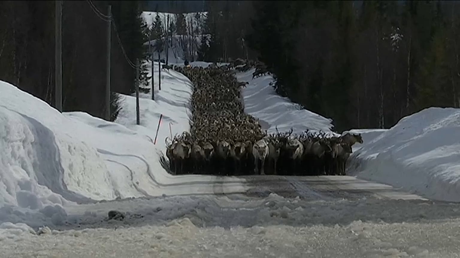Олени уходят в горы