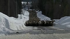 Олени уходят в горы