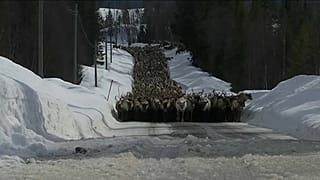 Олени уходят в горы