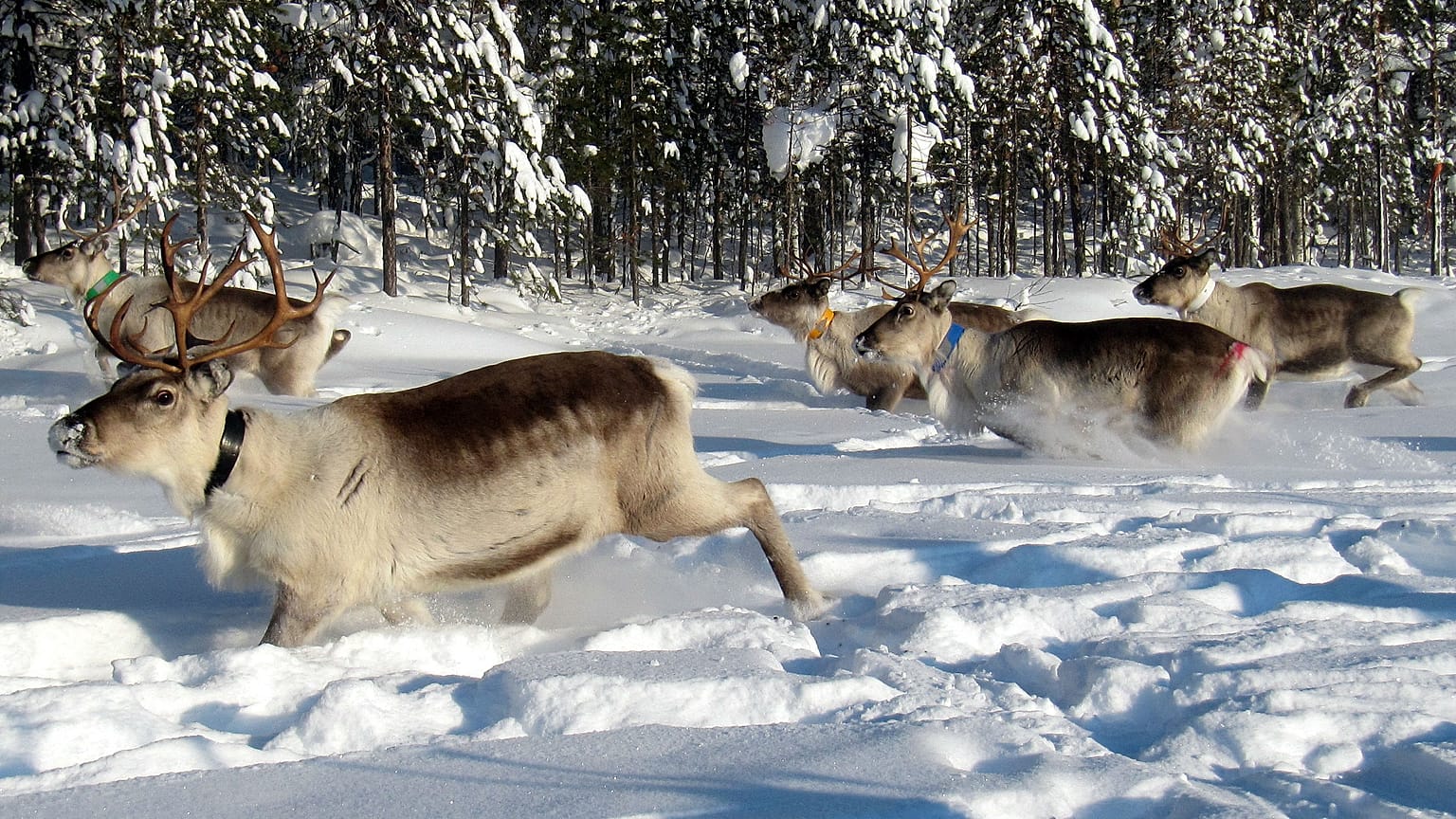 The reindeer herd are ready to move uphill