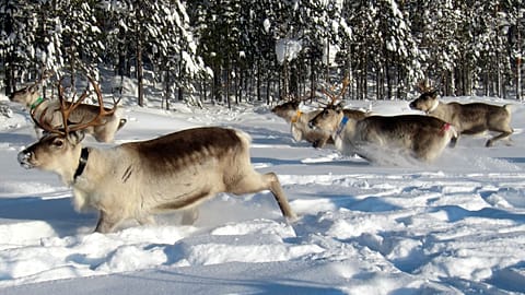 The reindeer herd are ready to move uphill