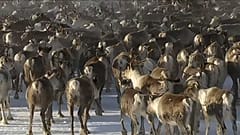 En Suède, la longue transhumance des rennes