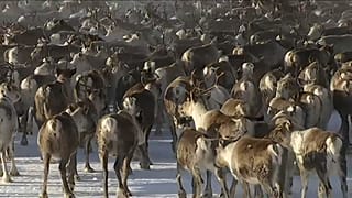En Suède, la longue transhumance des rennes