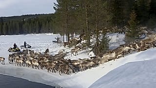 Rentiere ziehen auf die Sommerweide