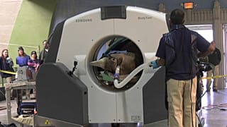 Premier scanner pour un rhinocéros