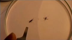 Immer mehr Malaria-Erkrankungen