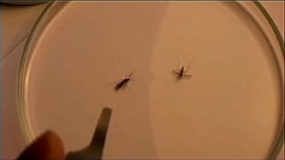 Immer mehr Malaria-Erkrankungen
